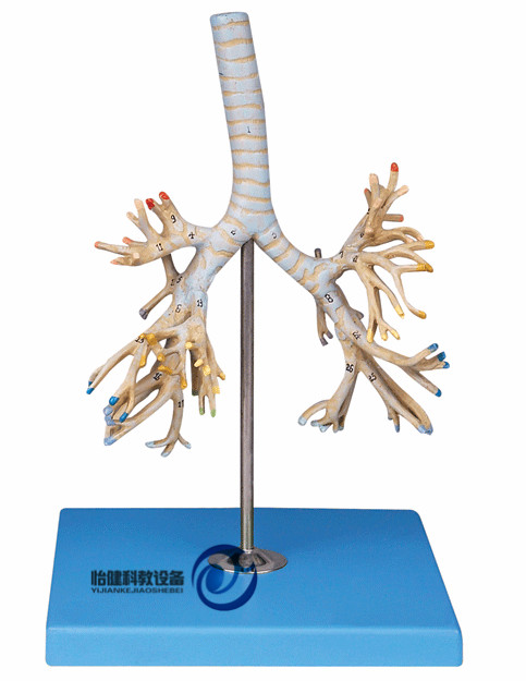支氣管樹(shù)模型