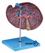 肝、膽囊放大模型