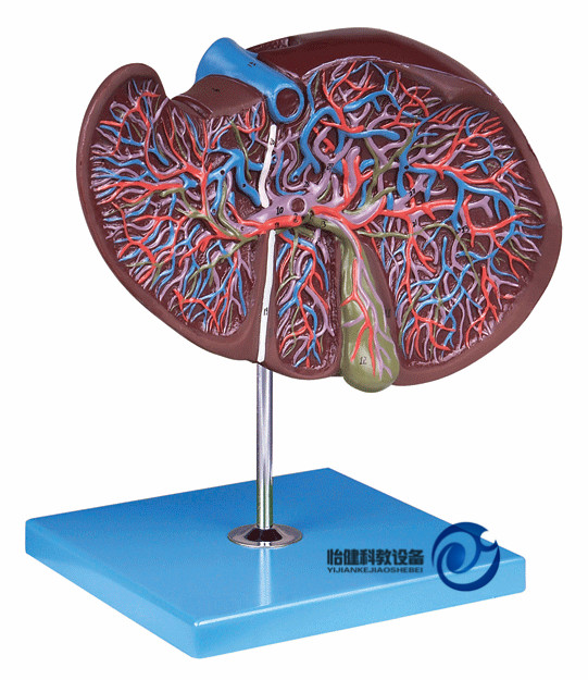 肝、膽囊放大模型