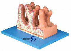 空腸內面放大模型