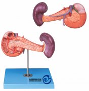 胰、十二指腸和脾模型