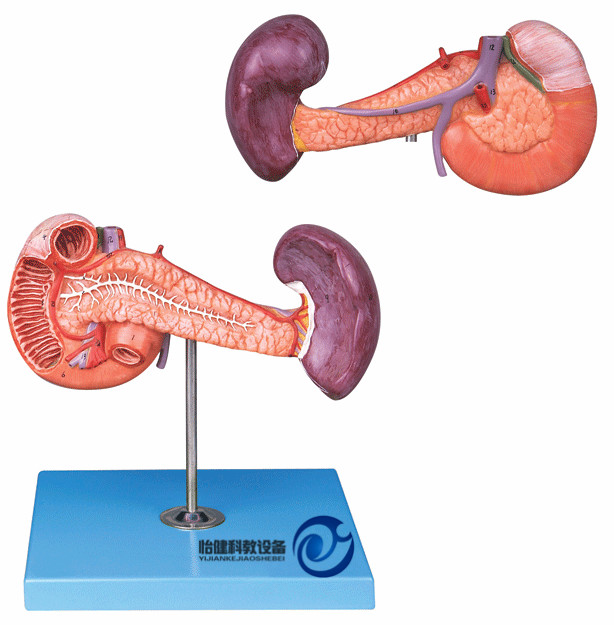 胰、十二指腸和脾模型