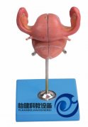 子宮解剖模型