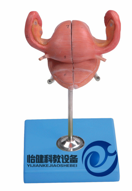 子宮解剖模型