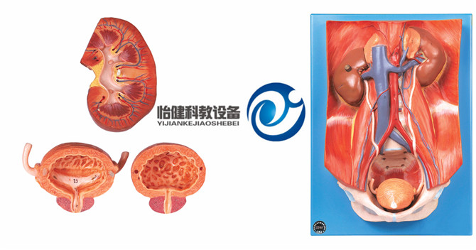 泌尿系統附腹后壁模型