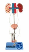 男性泌尿生殖系統模型