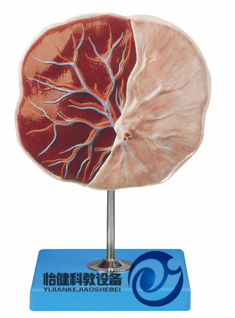 胎盤臍帶模型