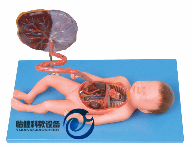 胎兒血液循環(huán)模型