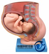 骨盆含妊娠九個月胎兒模型