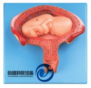 四個月胎兒模型