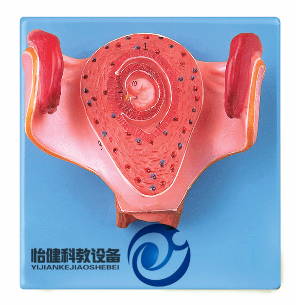 一個月胚胎模型