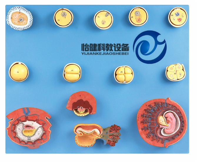受精與初期胚胎發(fā)育過(guò)程模型