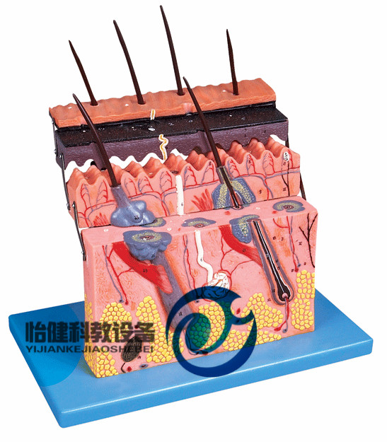 皮膚層次切面放大模型