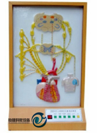 心的神經支配電動模型