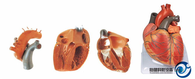 成人心臟解剖放大模型