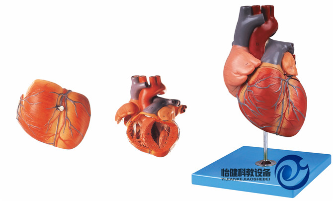 成人心臟解剖放大模型