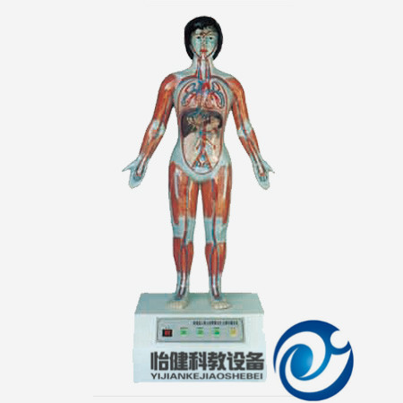 微電腦人體心動周期與大、小循環演示儀