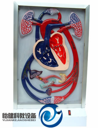 心臟搏動與血液循環電動模型