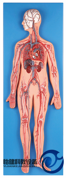 血液循環模型