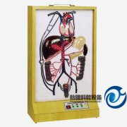 電動門靜脈側(cè)支循環(huán)模型