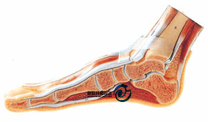 足正中矢狀切面模型