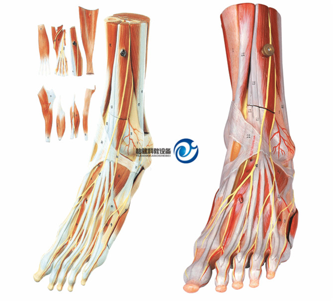 足肌附主要血管神經模型