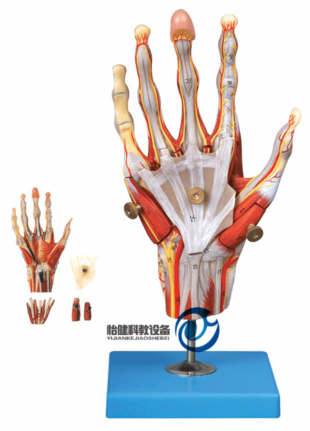 手肌附主要血管神經模型