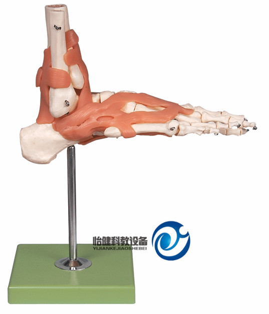 功能型腳關(guān)節(jié)模型