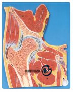 髖關(guān)節(jié)剖面模型