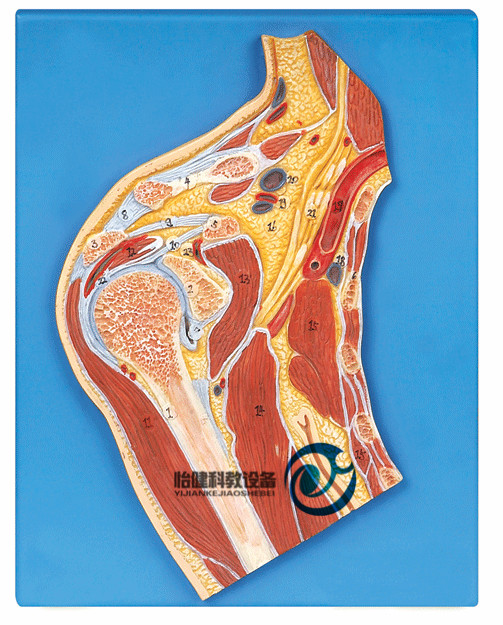 肩關節剖面模型
