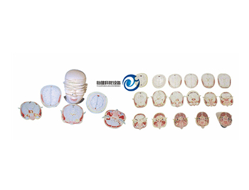 人體頭頸部斷層解剖橫切面模型