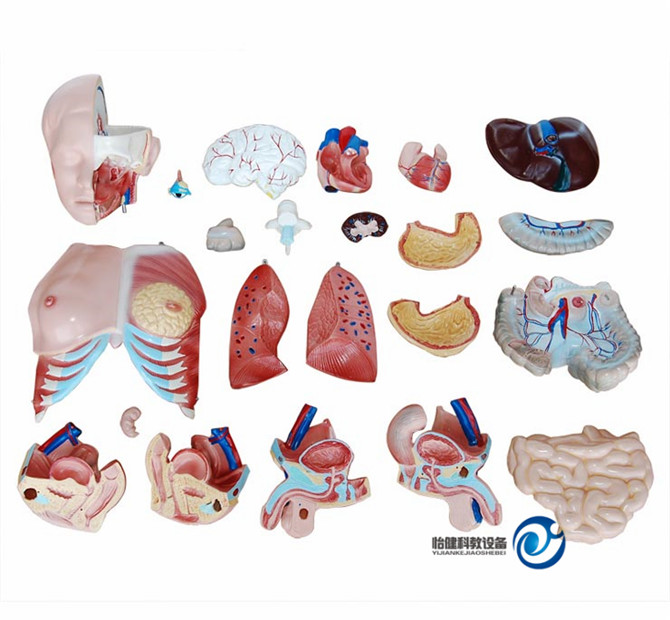 兩性互換軀干模型