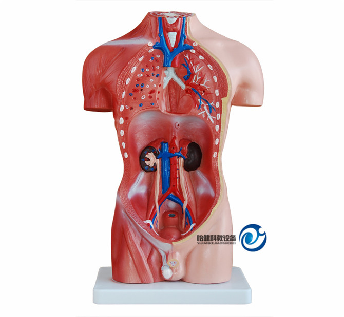 男性軀干模型42CM