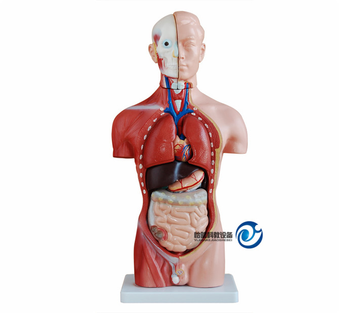 男性軀干模型42CM(13件)