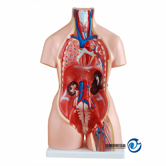 三性互換軀干模型