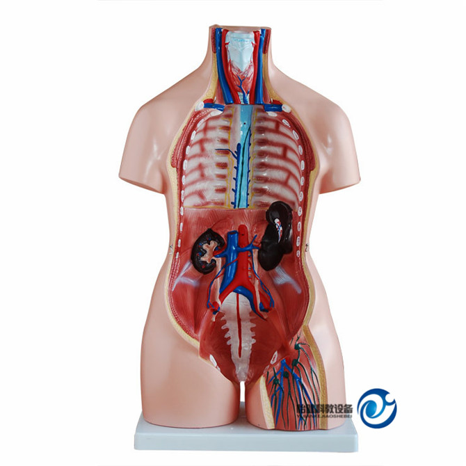 兩性互換軀干模型