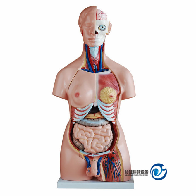 兩性互換軀干模型85cm(40件)