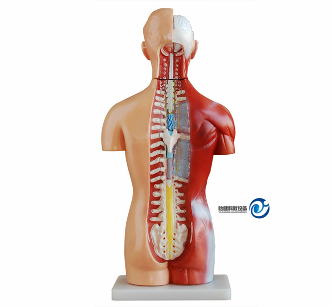 無(wú)性軀干模型42CM