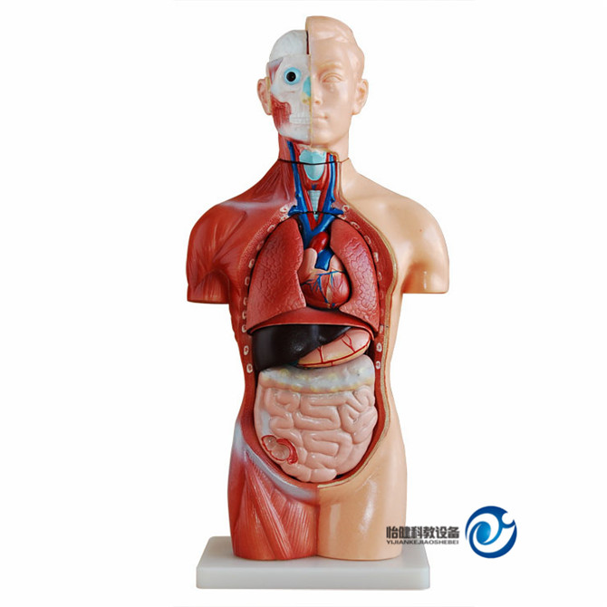 無(wú)性軀干模型42CM(18件)