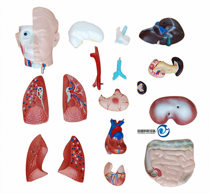 無(wú)性軀干模型42CM配件