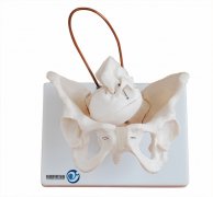 助產(chǎn)示教骨骼模型