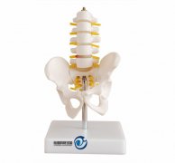 小型骨盆帶五節腰椎模型