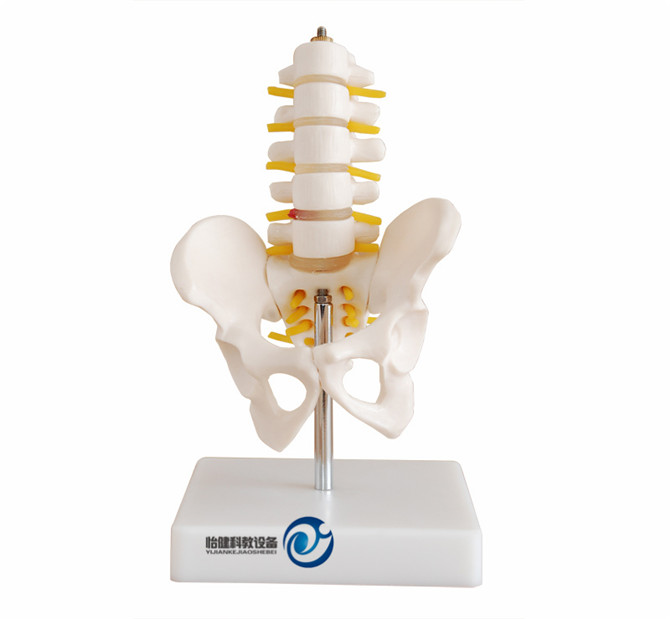 小型骨盆帶五節腰椎模型