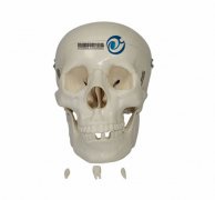 自然大頭骨模型