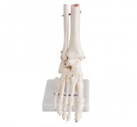 自然大腳關節模型