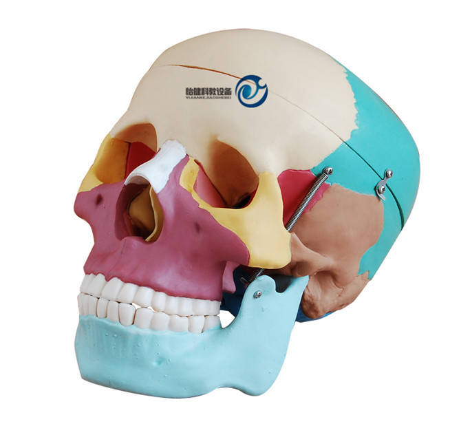 彩色自然大頭骨模型