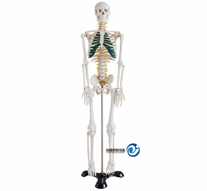人體骨骼帶神經模型85CM
