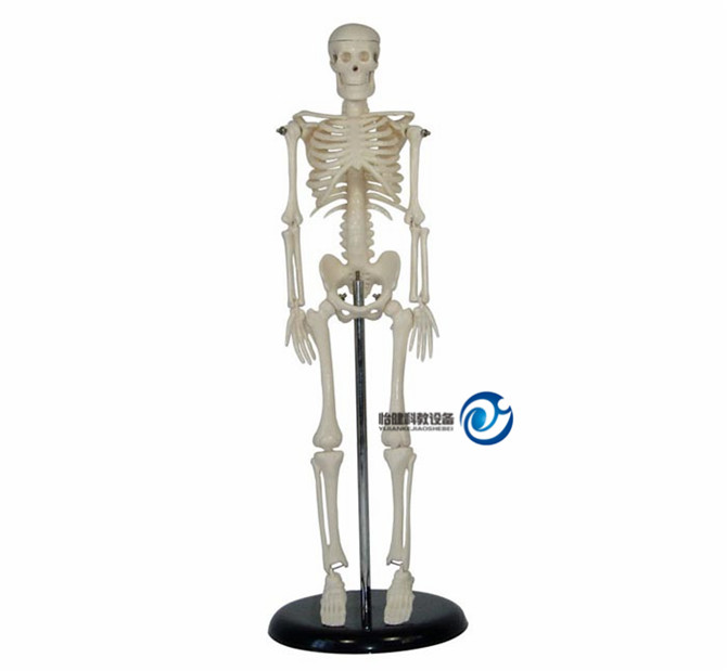人體骨骼模型42CM