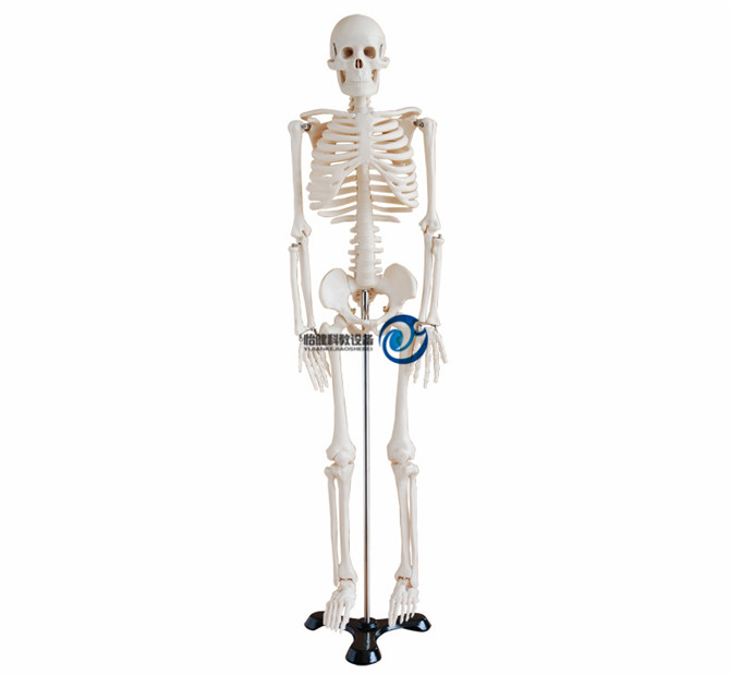 人體骨骼模型85CM