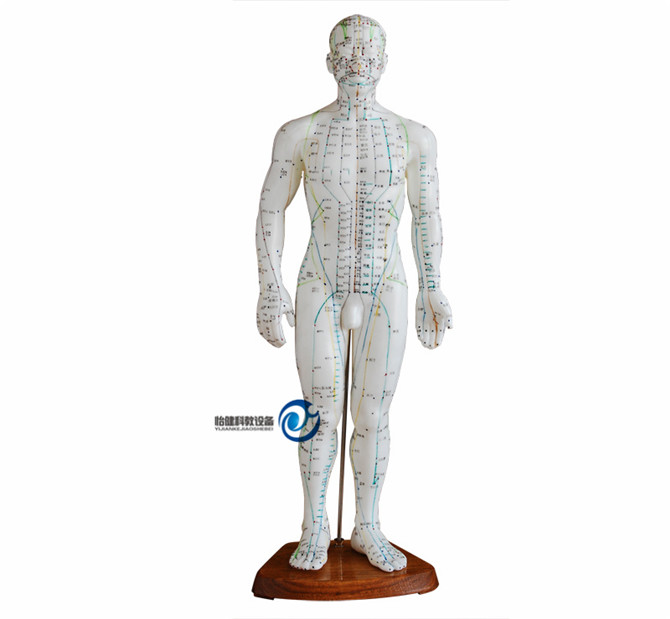 人體針灸模型50CM